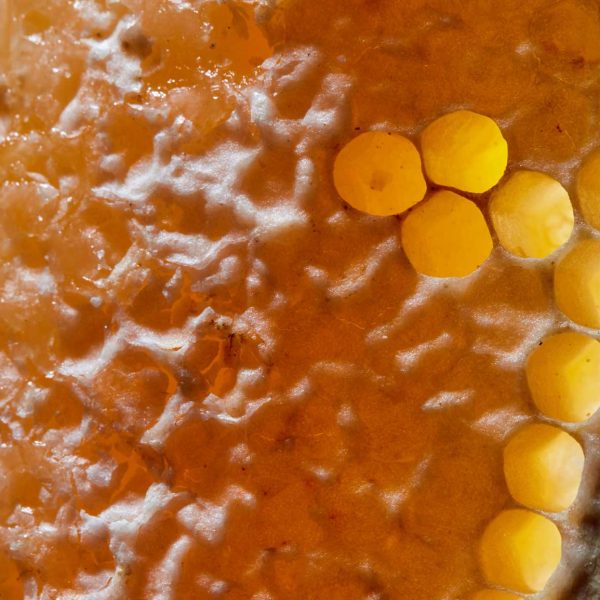 Close up of wax honey combs glowing orange.
